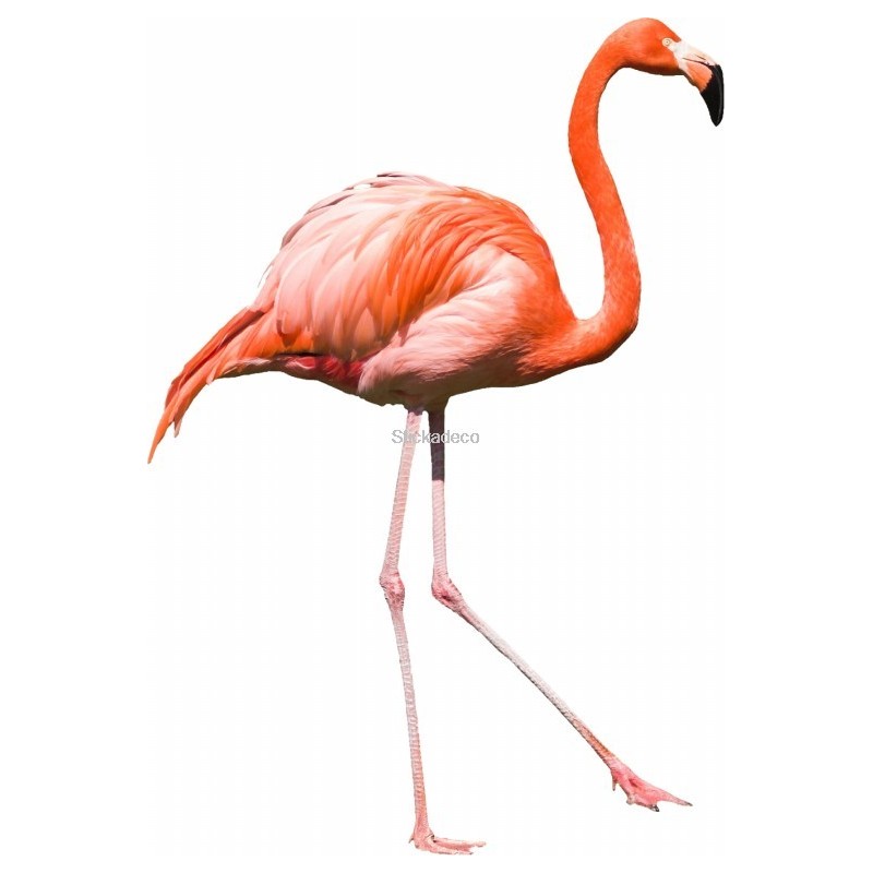 Sticker Flamand rose