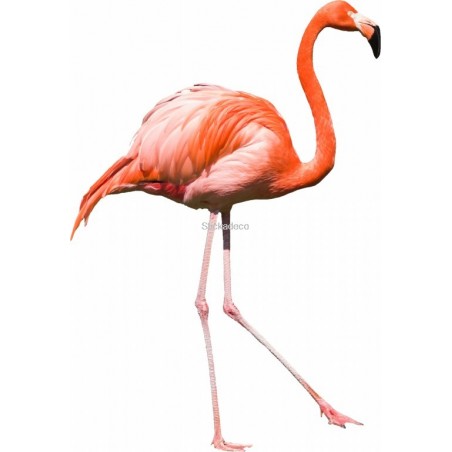 Sticker Flamand rose