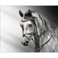 Sticker Cheval Gris